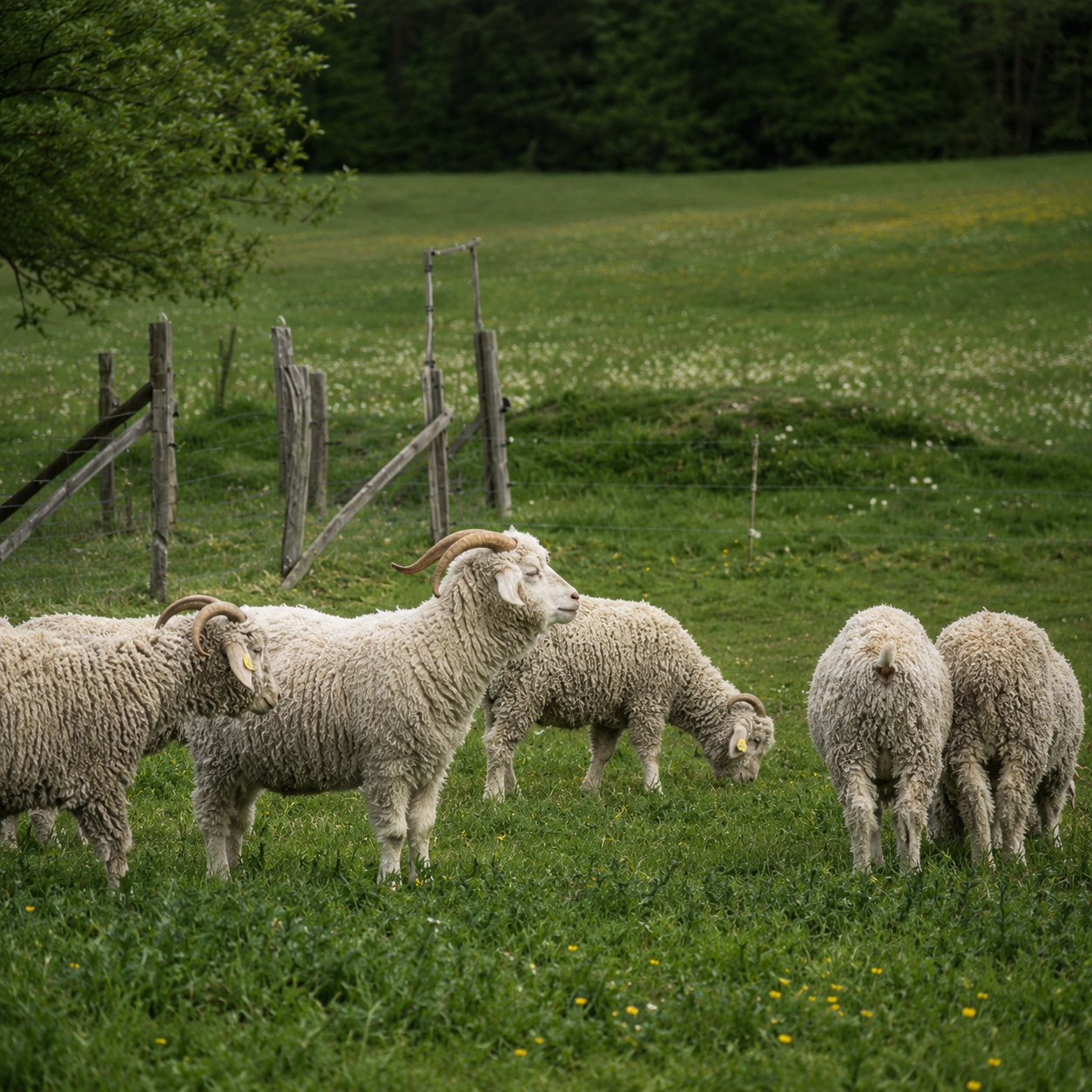 Visite d'une ferme caprine